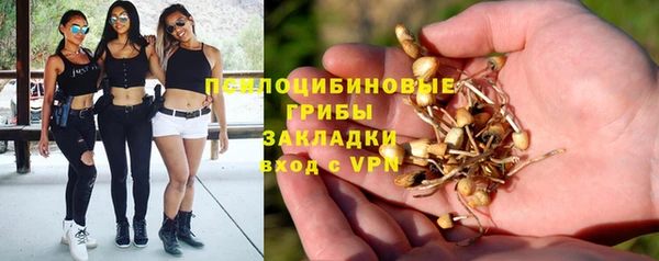 стаф Аркадак
